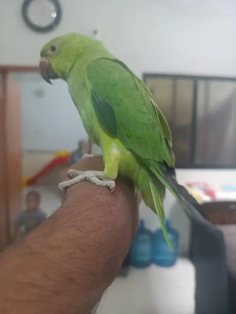 Parrots & Misri Cock Hen — photo 3