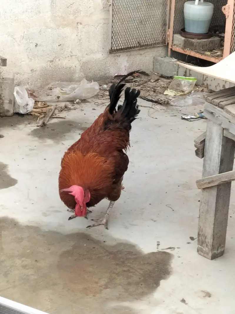 Parrots & Misri Cock Hen — photo 4