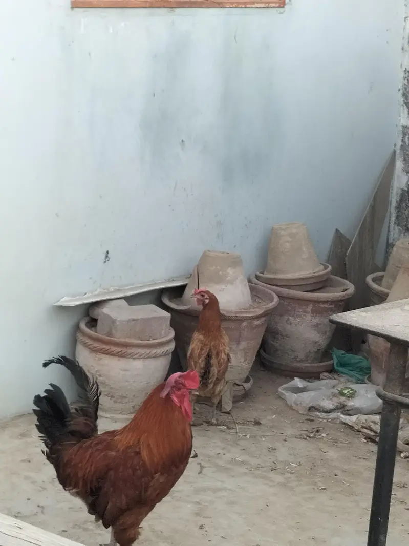 Parrots & Misri Cock Hen — photo 5