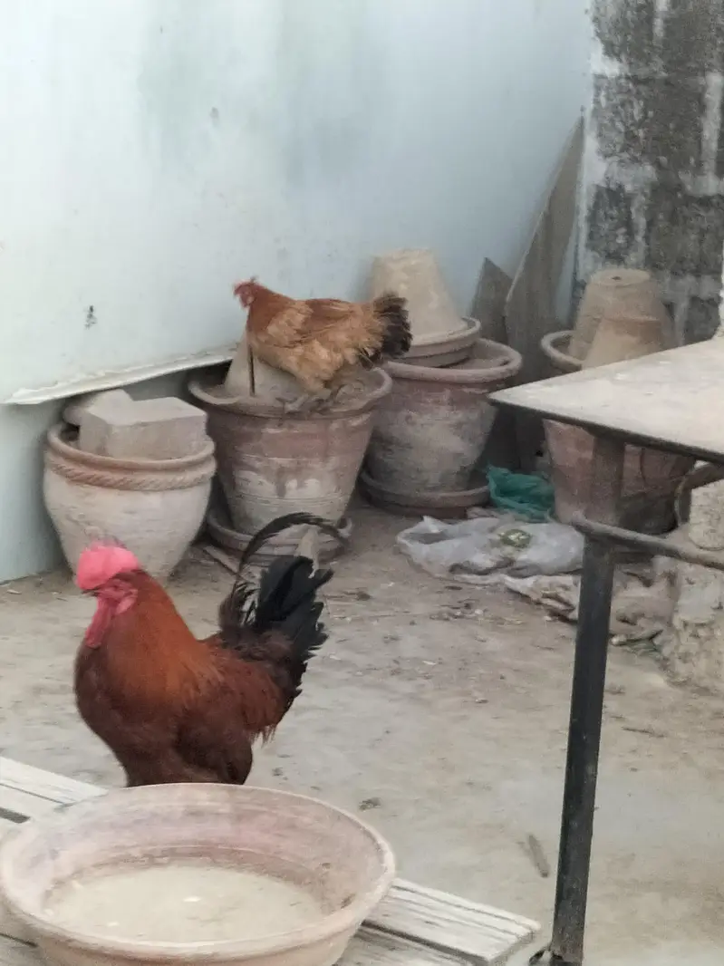 Parrots & Misri Cock Hen — photo 6