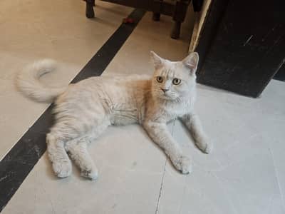 Persian cat doll face