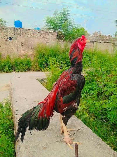 aseel eggs