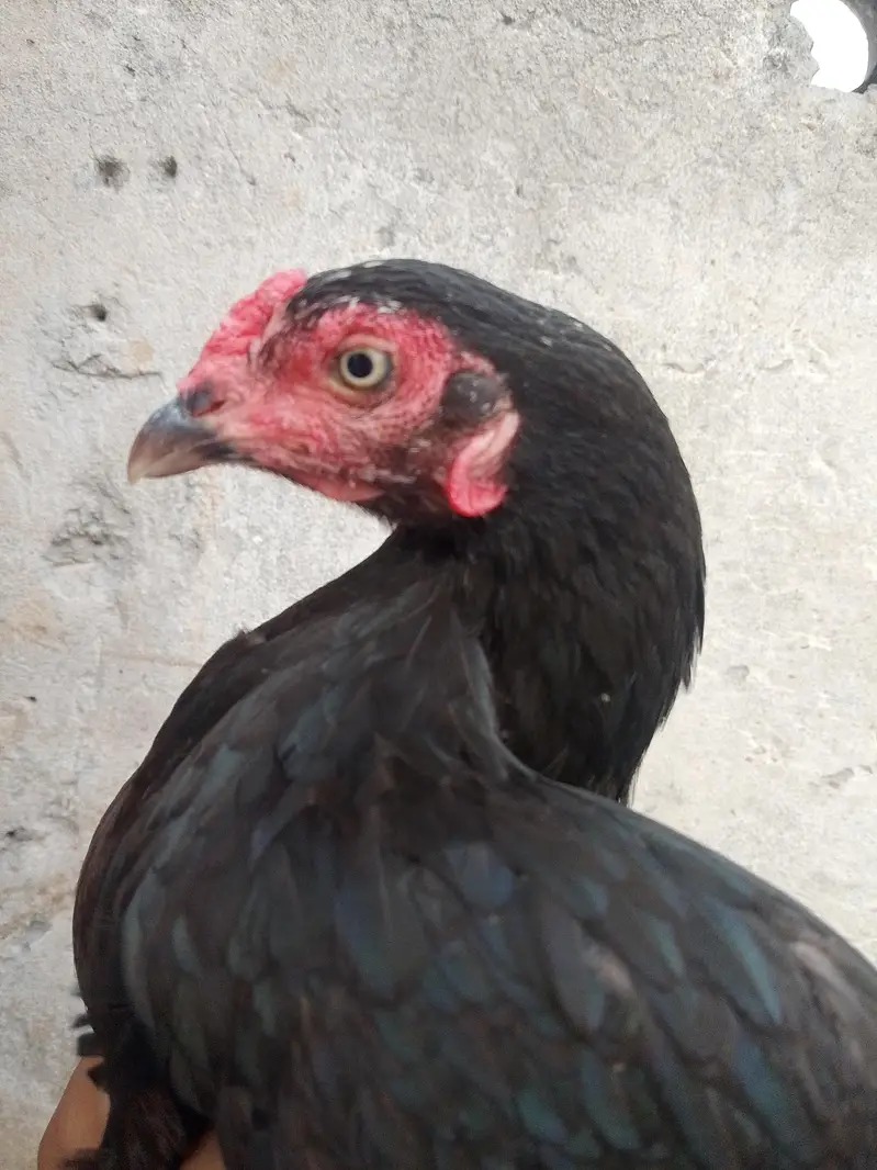 pure aseel hen — photo 2