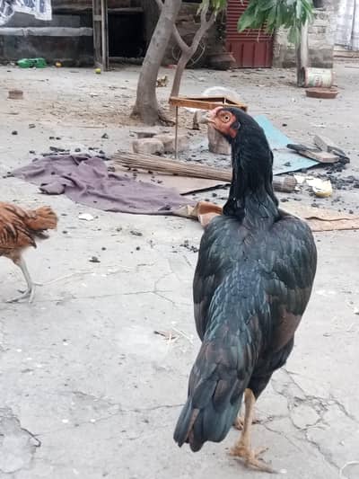 female hens available