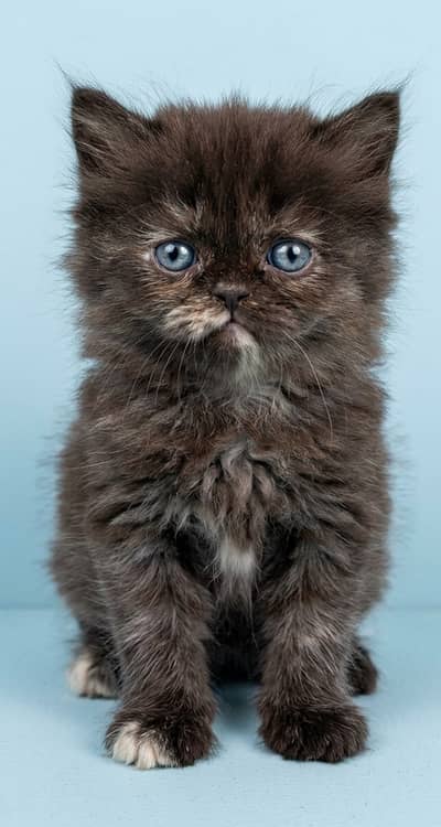 Kittens Available For Sale