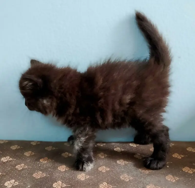 Kittens Available For Sale — photo 2