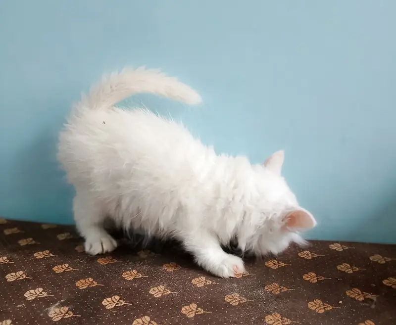 Kittens Available For Sale — photo 4