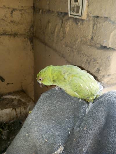 Hand tame green parrot