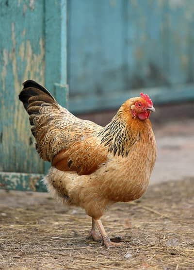 hen for sale