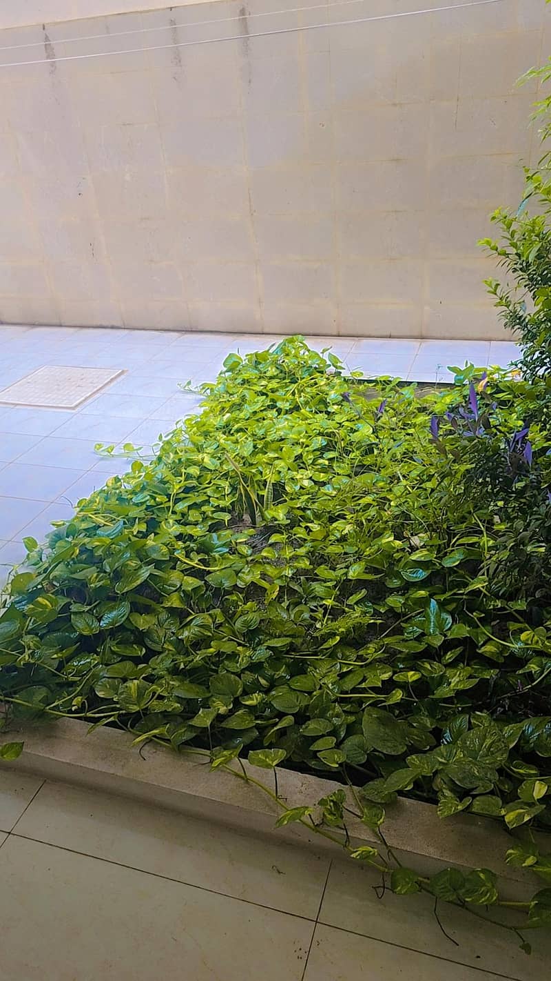 Plants 0