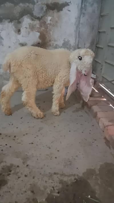 vip pure kajla bacha male for sale
