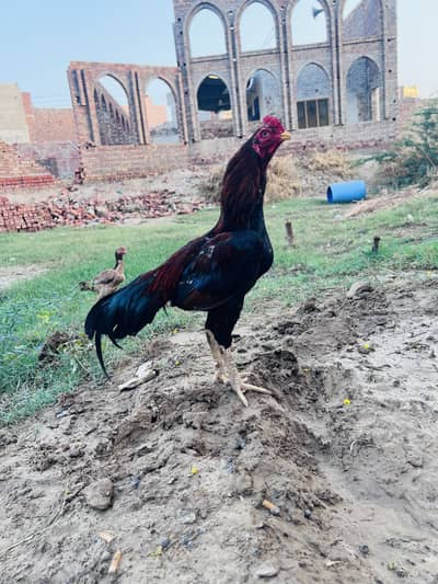 pure Aseel Toop qwalty breed male for sale