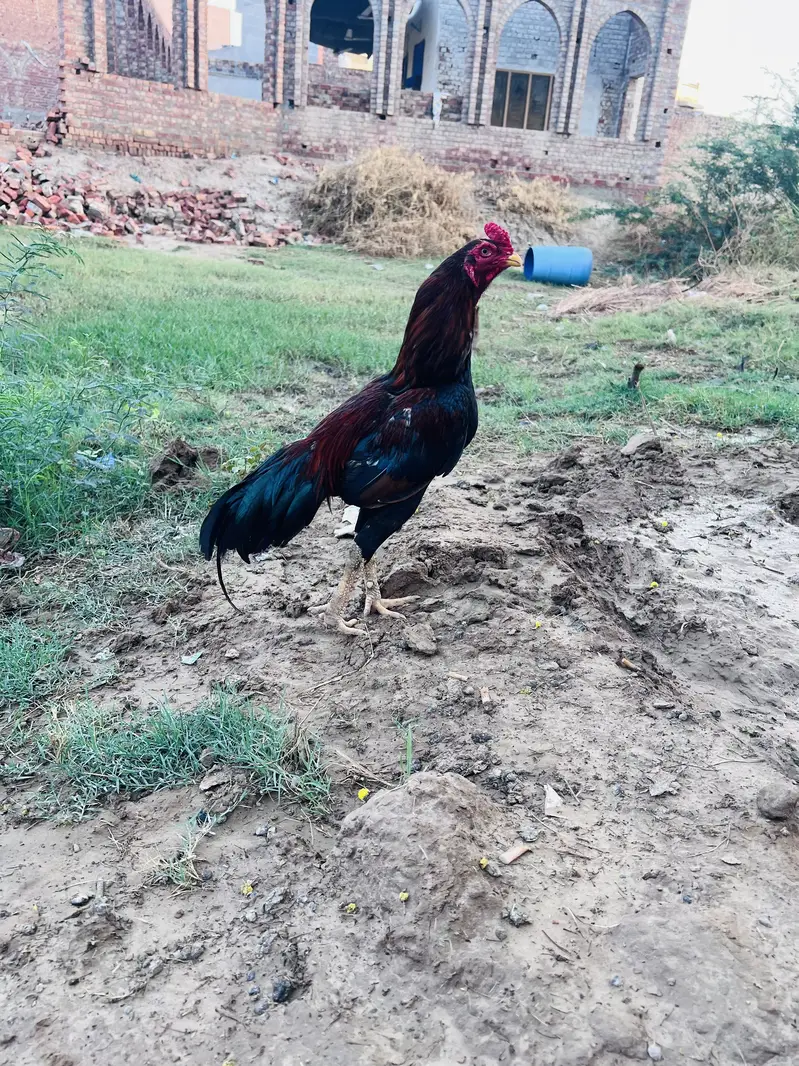 pure Aseel Toop qwalty breed male for sale — photo 2