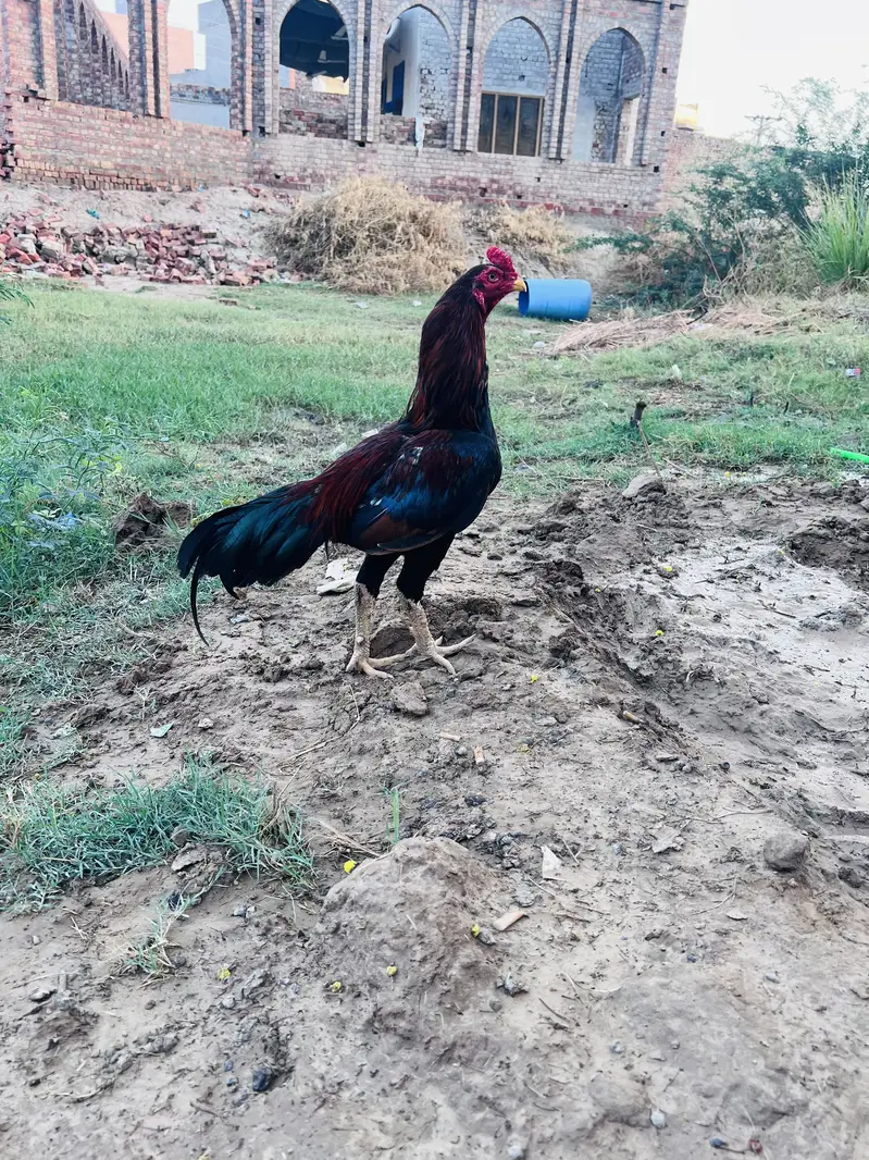 pure Aseel Toop qwalty breed male for sale — photo 3