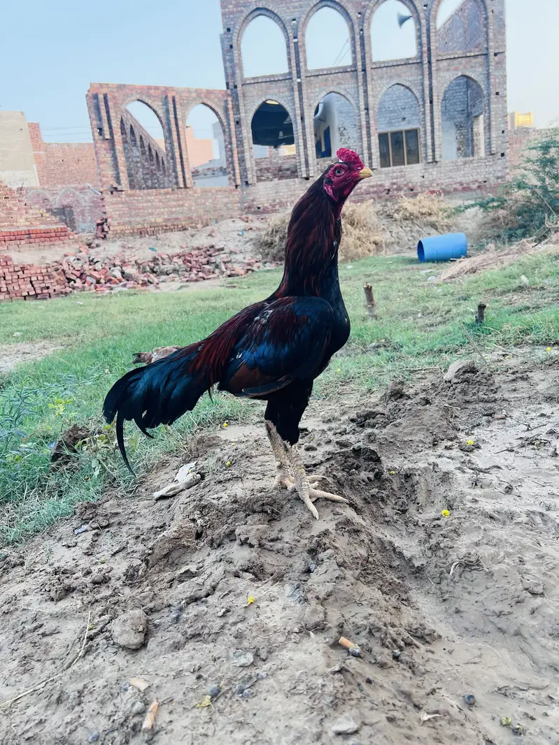 pure Aseel Toop qwalty breed male for sale — photo 4