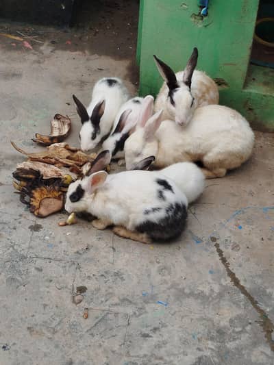 Healthy Rabitts for sale