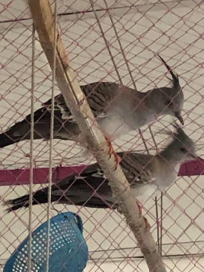 Beautiful creasted dove