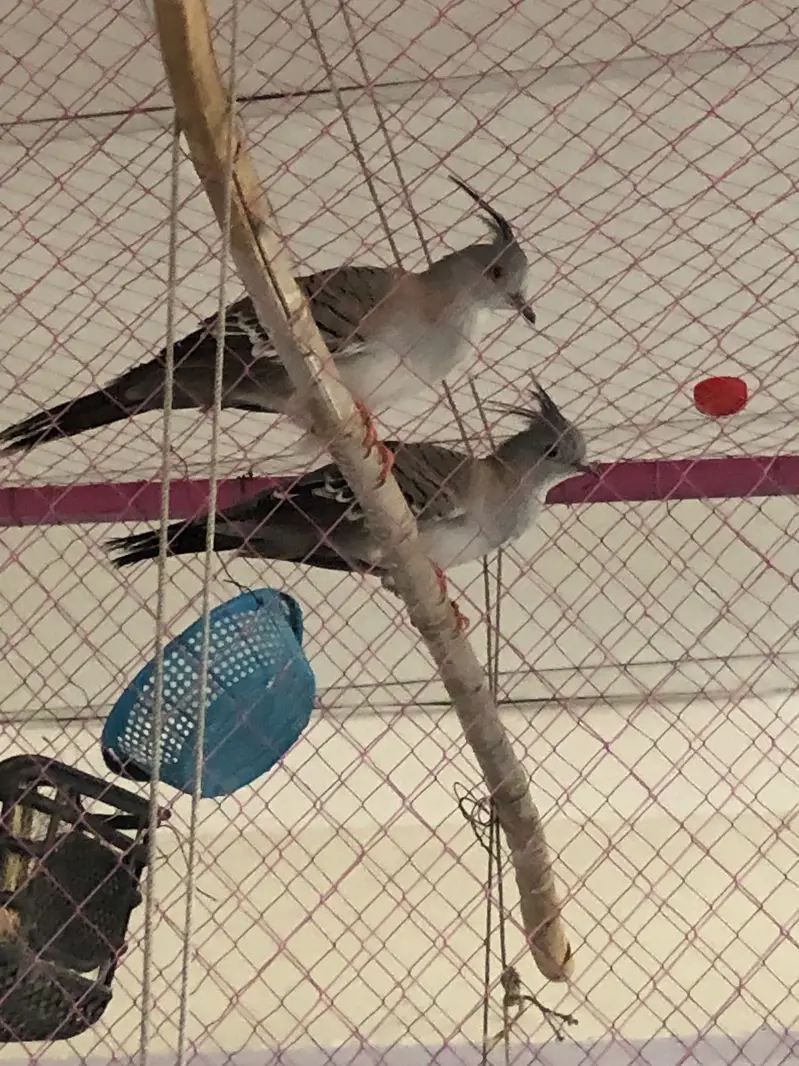 Beautiful creasted dove — photo 2