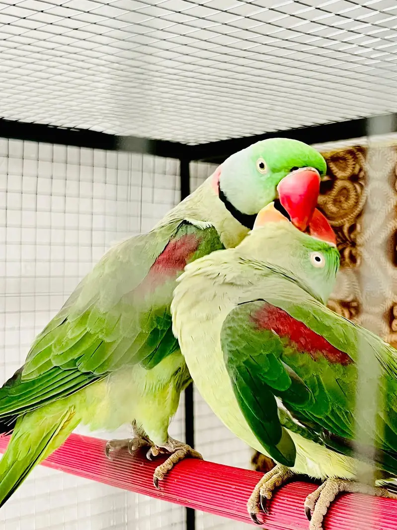 raw parrot pair — photo 4