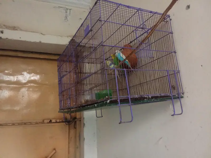 2 portion cage ha mazoobt vir ma ha — photo 2