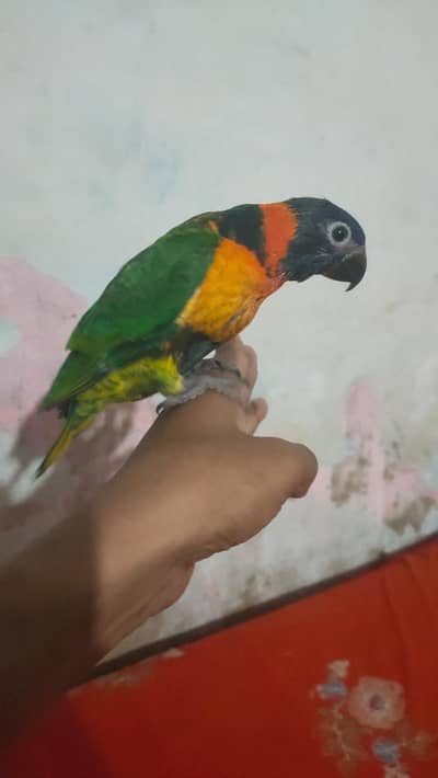 Red collered lorikeet baby