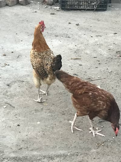 Dase hen