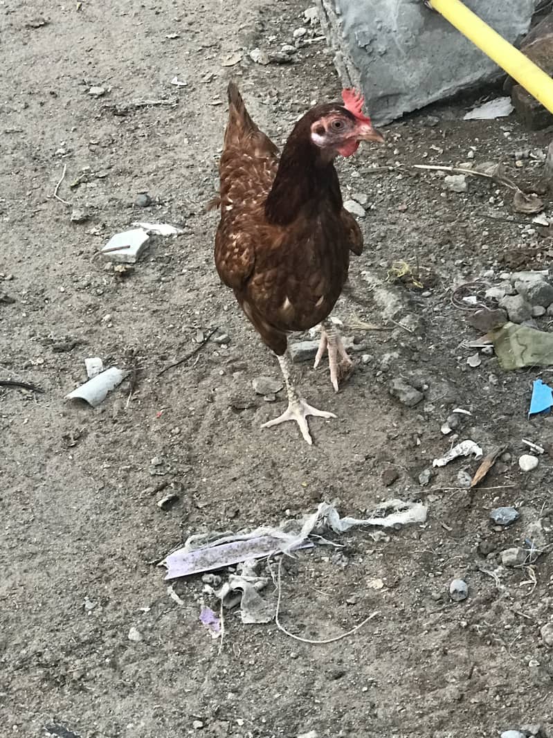 Dase hen 1
