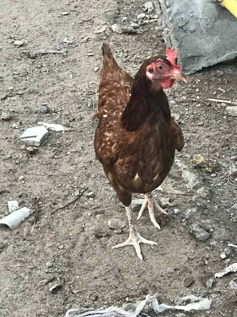 Dase hen 2