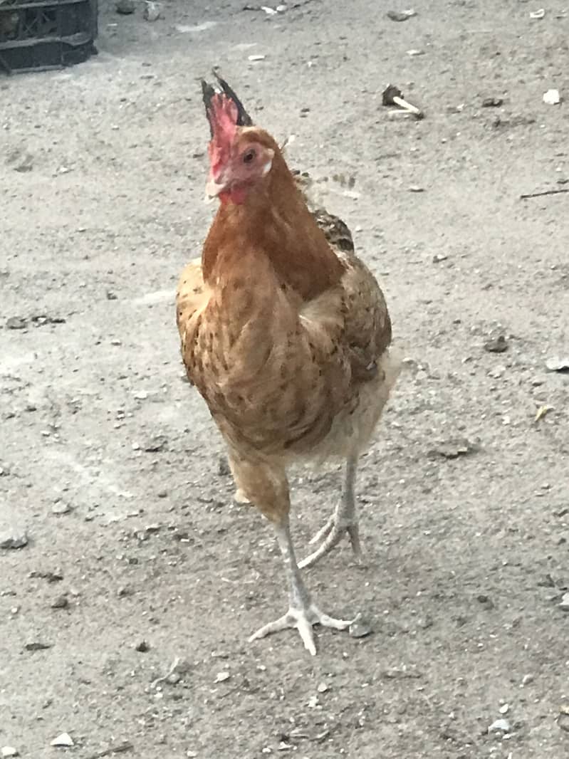 Dase hen 3