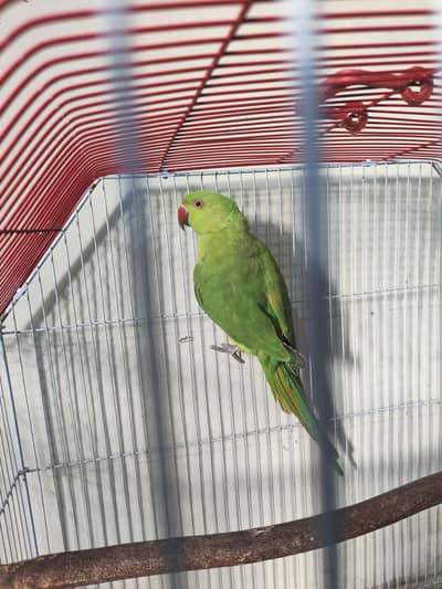 Ringneck