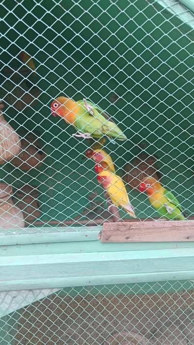love birds