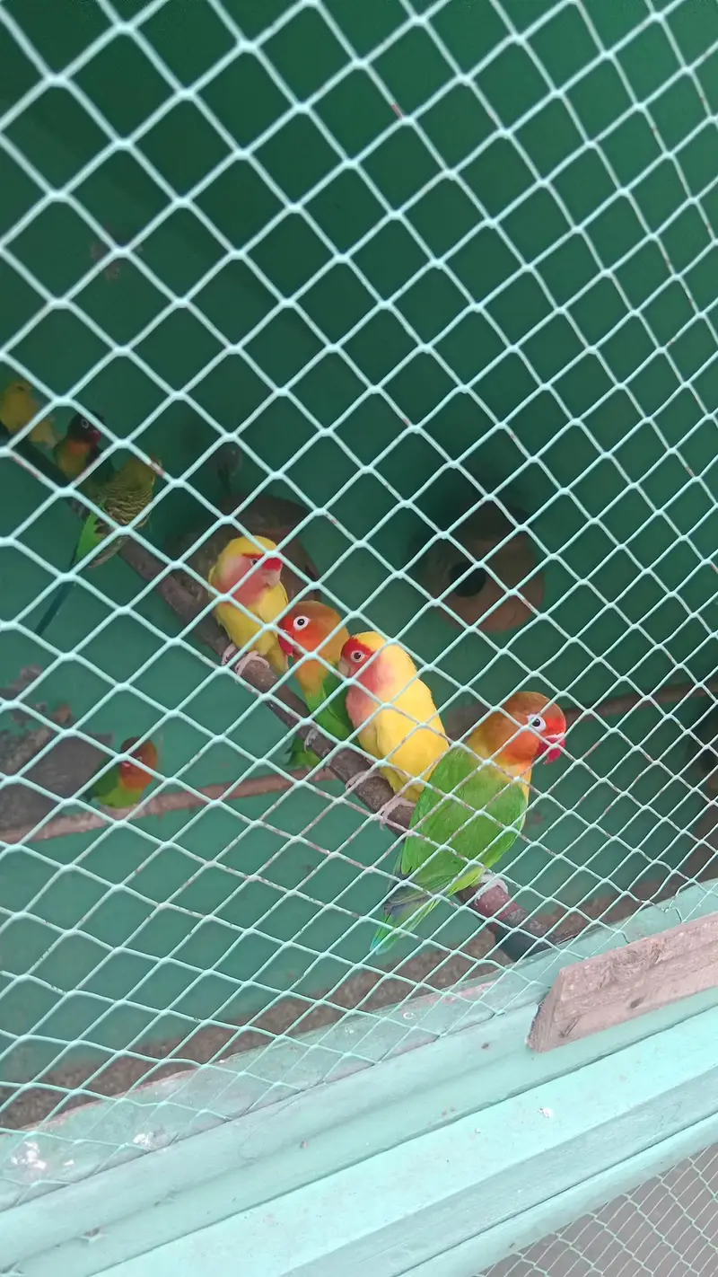 love birds — photo 2