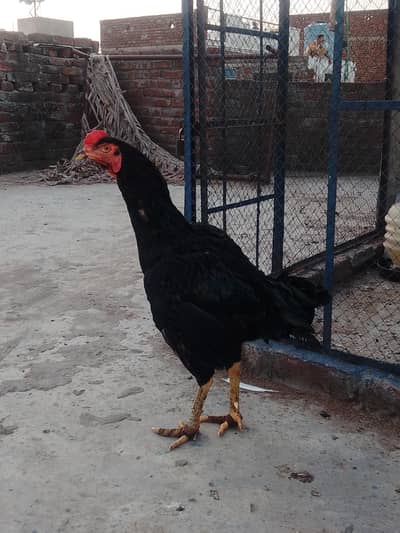 pkoya male