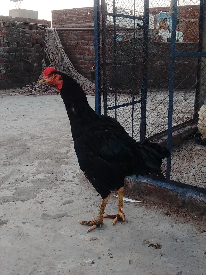 pkoya male — photo 2