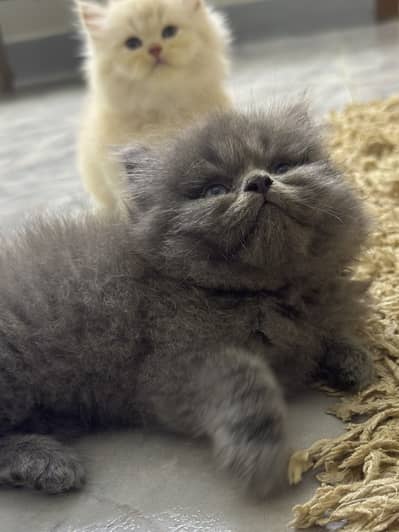 Semi punch tripple coated litter trained