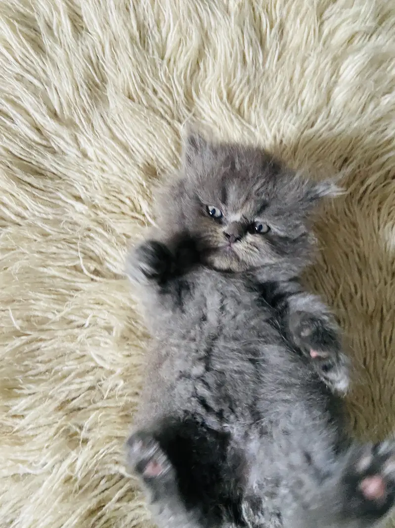 Semi punch tripple coated litter trained — photo 2
