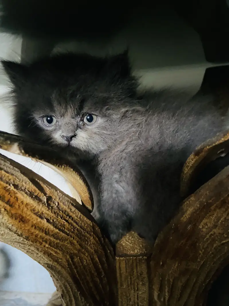 Semi punch tripple coated litter trained — photo 3