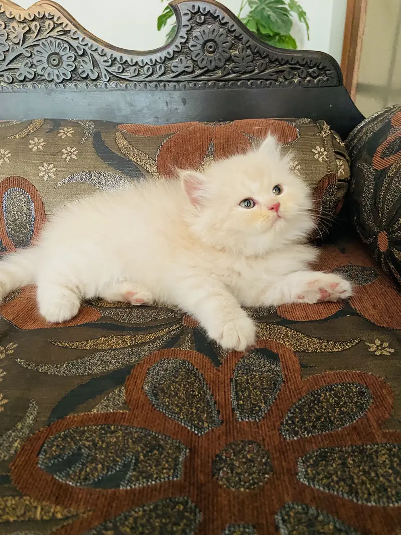 Semi punch tripple coated litter trained — photo 4