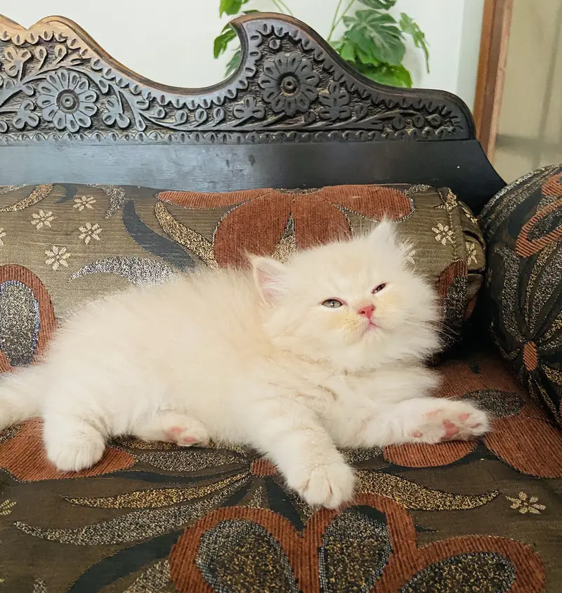 Semi punch tripple coated litter trained — photo 5