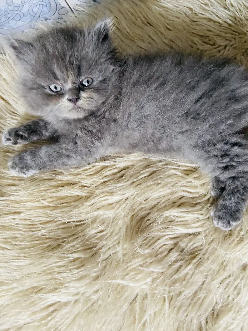 Semi punch tripple coated litter trained — photo 6