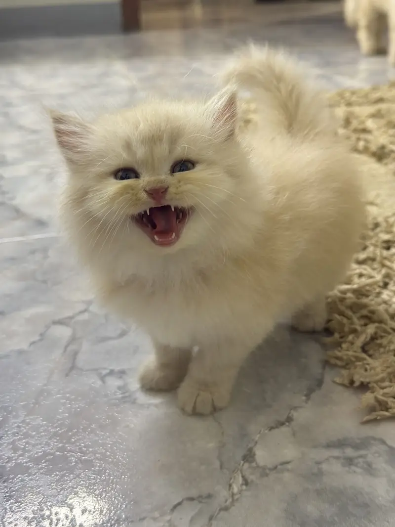 Semi punch tripple coated litter trained — photo 8