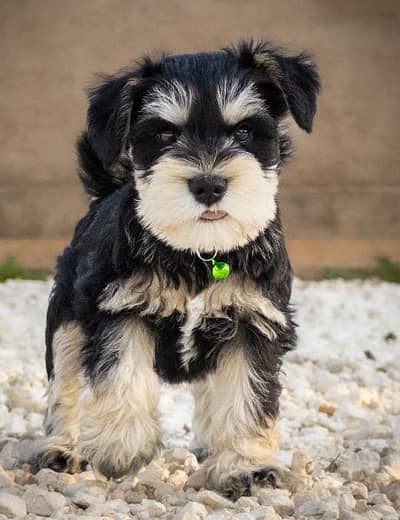 dogs for sale