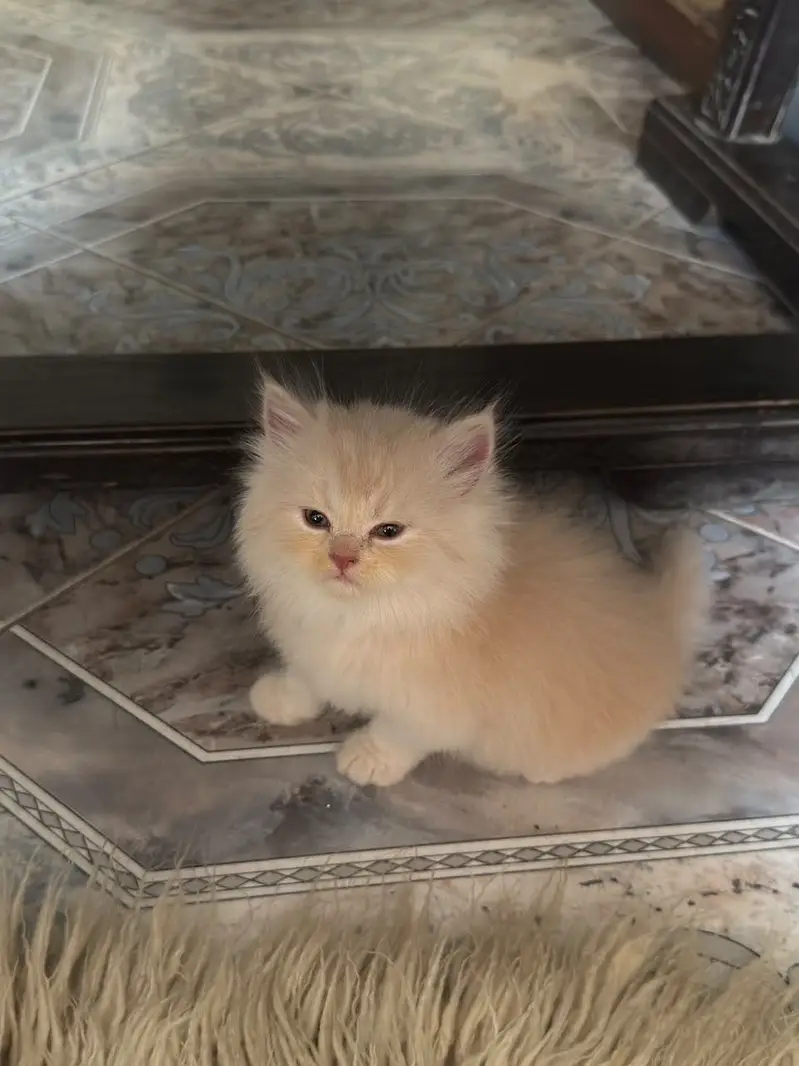 Semi punch tripple coated litter trained — photo 9
