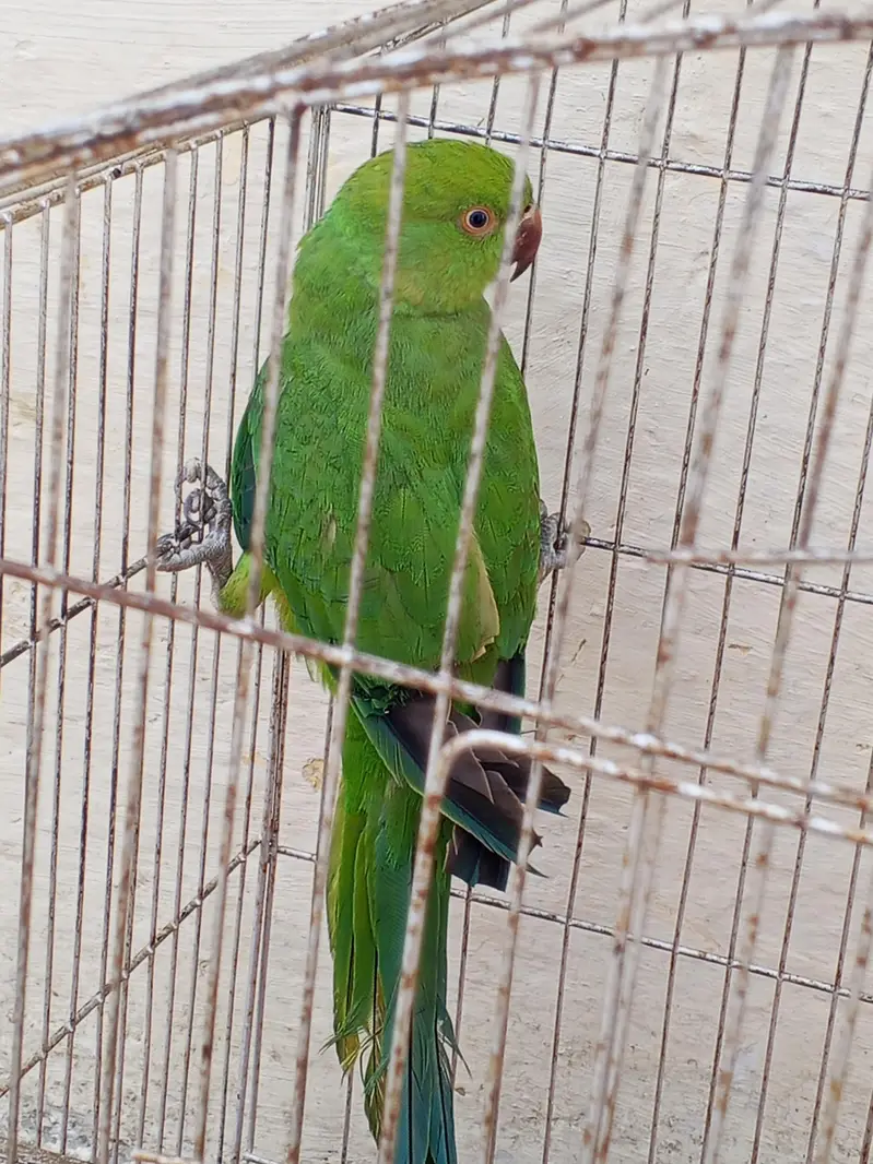 breeder female — photo 4