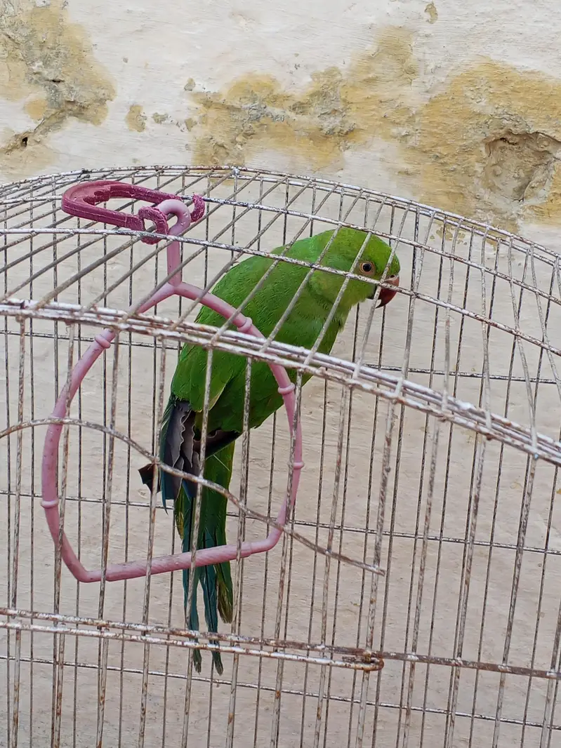 breeder female — photo 5