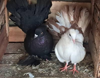 Home Bread Pigeon