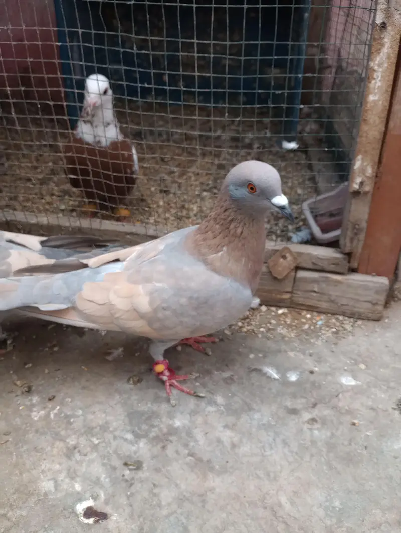 bilack khal or ghagara magsi breedar pairs — photo 8