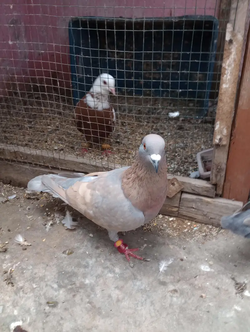 bilack khal or ghagara magsi breedar pairs — photo 9