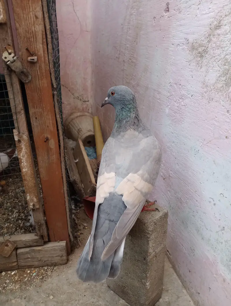 bilack khal or ghagara magsi breedar pairs — photo 10