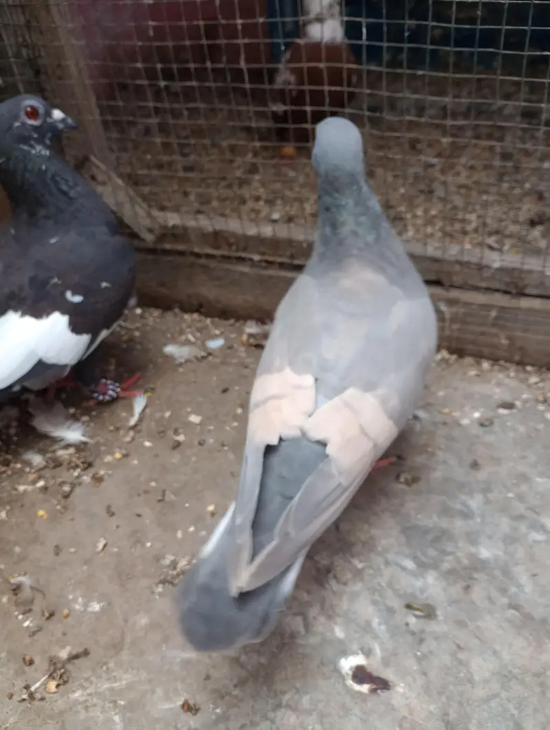 bilack khal or ghagara magsi breedar pairs — photo 11